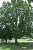 Form of a mature tree