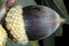 Side view mature acorn (United States)-Early Fall
