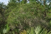 Tree form (Polk County, FL)-Mid Fall