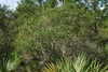 Tree form (Polk County, FL)-Mid Fall