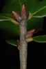 End and stem buds (Polk County, FL)-Mid Fall