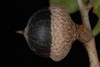 Side view of acorn (Polk County, FL)-Mid Fall