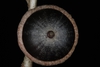 Bottom view of acorn (Polk County, FL)-Mid Fall