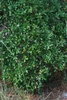Branches and leaves (Polk County, FL)-Mid Fall