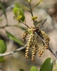 Yellowish hanging male catkins
