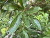 Green elliptical leaves