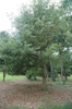 Form