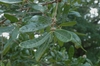 Green leaves with entire margins