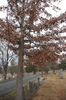 Form in Dec.