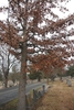 Form in Dec.