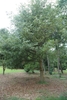 Form of a mature tree