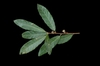 Leaf closeup