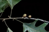 Quercus pagoda