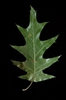 Quercus pagoda