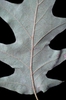 Quercus pagoda