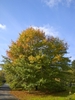 Form, in the early fall.
