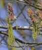 Male flowers, called catkins male flowers droopy beads