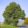 Form of a mature tree