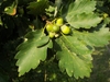 Fruit and leaves