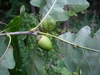 Side view of acorn