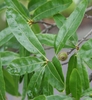 Narrow, willow-like leaves.