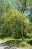 Form- Arnold Arboretum