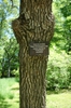 Bark