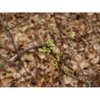 Stem and buds