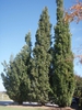 Tree Line