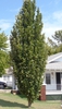 Quercus robur 'Fastigiata'