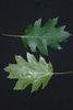 Front and back of leaves (Greensboro, NC)-Mid Fall