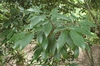 Leaves with serrated margins