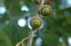 Acorns