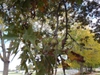 Fruit and Leaf