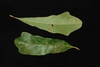 Front and back of leaves with shallow lobes (Pickens County, AL)