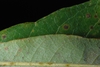 Entire leaf margin (Pickens County, AL)-Mid Fall