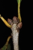 Cluster of end buds (Pickens County, AL)-Mid Fall