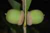 side view of acorns (Pickens County, AL)-Mid Fall