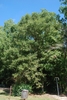 Form of tree (Pickens County, AL)-Mid Fall