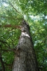 Looking up through the tree (Pickens County, AL)-Mid Fall