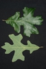 Front and back of leaf (Greensboro, NC)-Mid Fall