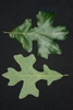 Front and back of leaf (Greensboro, NC)-Mid Fall