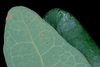 Tip of a leaf (Greensboro, NC)-Mid spring