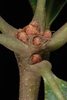 Stem buds (Greensboro, NC)-Mid spring