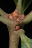Stem buds (Greensboro, NC)-Mid spring