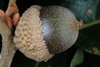 Side view of a brown acorn with a scap (Greensboro, NC)-Mid Fall