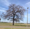 Quercus stellata