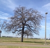 Tree in winter without leaves