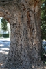 Quercus suber