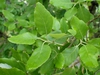 Leaves